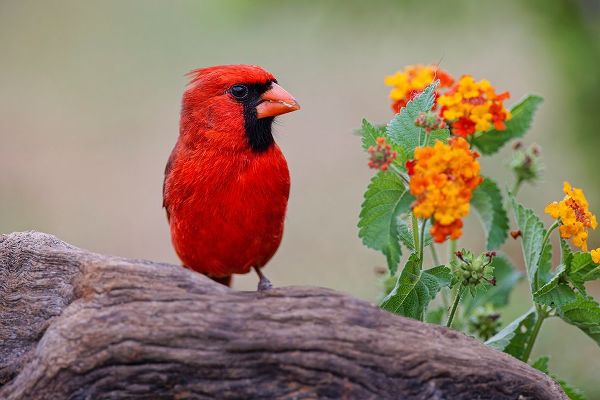 Jones, Adam 아티스트의 Male cardinal and flowers-Rio Grande Valley-Texas작품입니다.